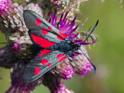 Zygaena trifolii (Five-spot Burnet).jpg